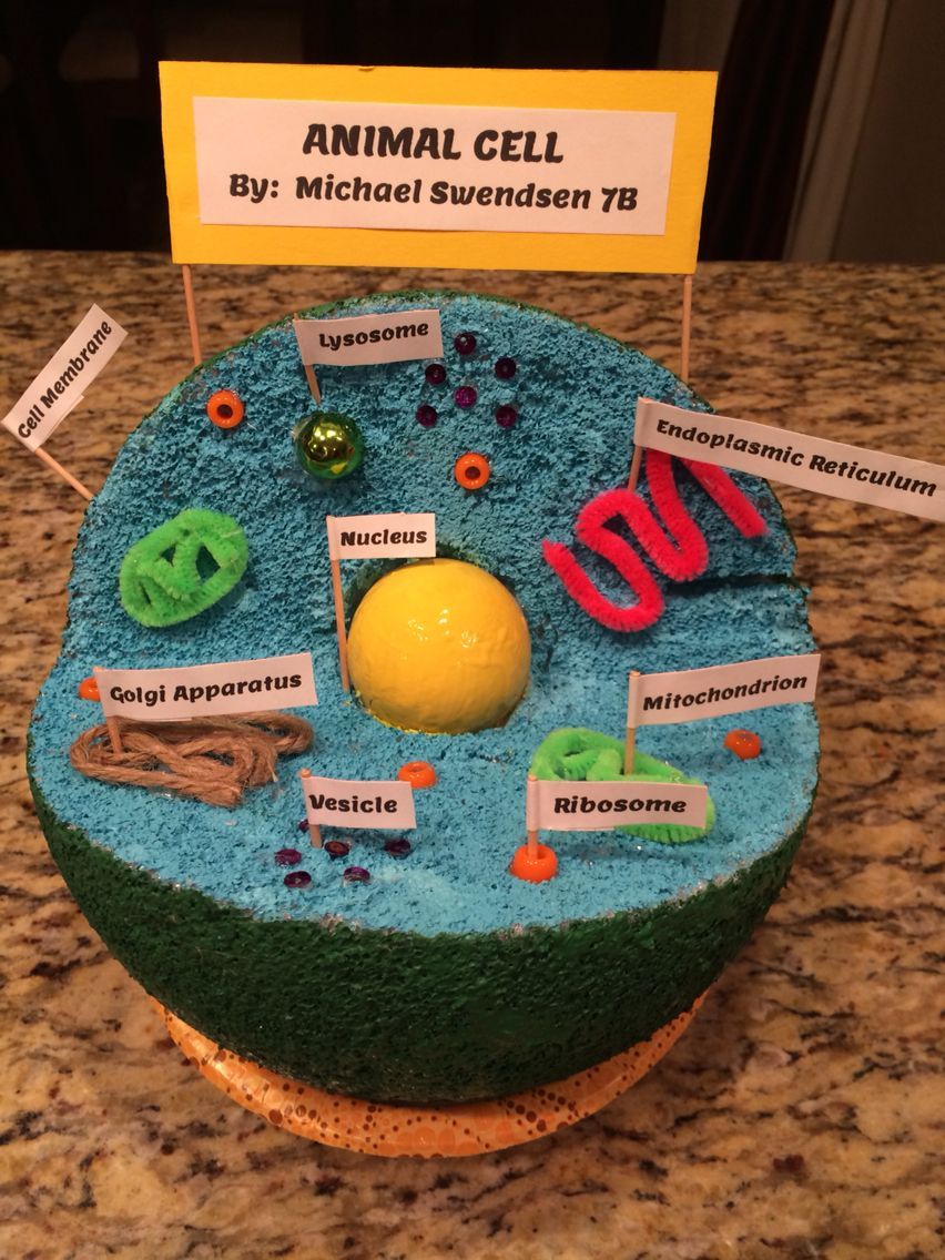 3d plant cell project materials